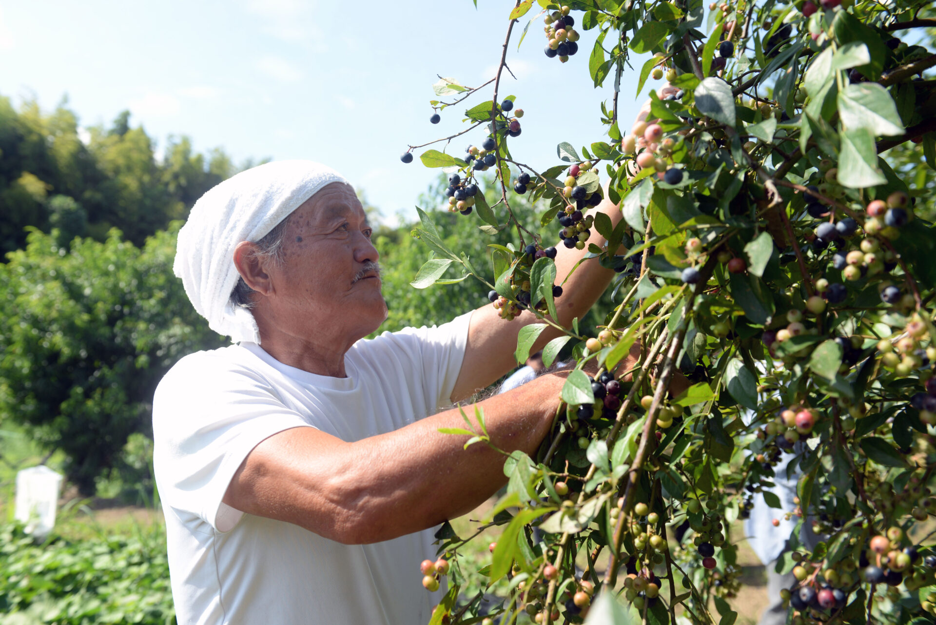 大和田自然農園